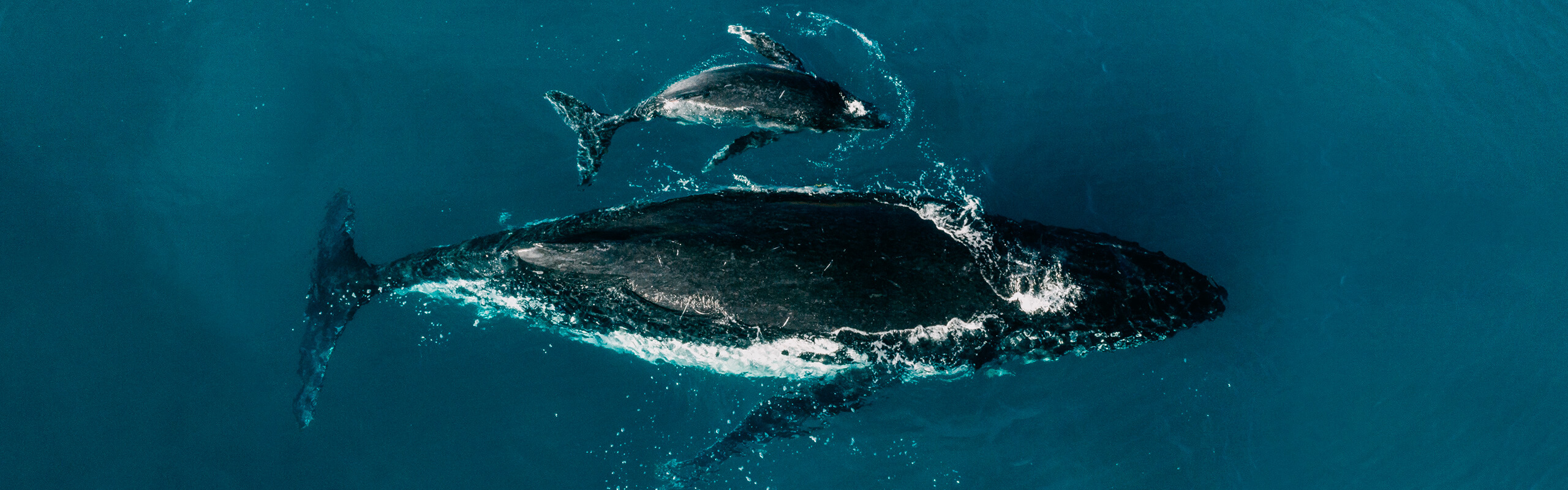 Gnaraloo Station - Humpback whales